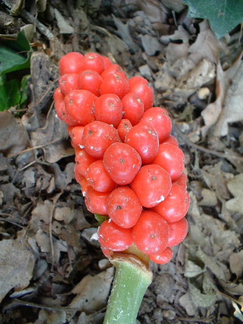 Arum italicum / Gigaro chiaro